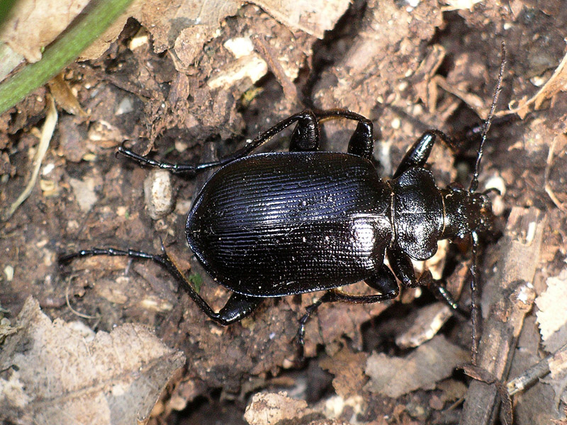 Coleottero da determinare: Calosoma inquisitor